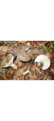 녹색젖버섯 (Lactarius blennius (Fr.) Fr.)