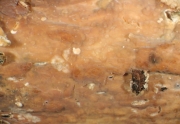옅은유색고약버섯 (Phanerochaete avellanea (Bres.) Erikss. & Hjorst.)