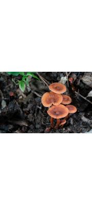 민맛젖버섯 (Lactarius camphoratus (BulLactarius) Fr.)