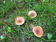 애기배젖버섯 (Lactarius carbonicola A.H. Sm.)