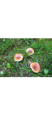 애기배젖버섯 (Lactarius carbonicola A.H. Sm.)