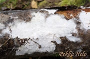 북방꺽쇠고약버섯 (Leptosporomyces septentrionalis (Erikss) Krieglst.  > Fibulomyces septentrionalis (Erikss.) Jul.)