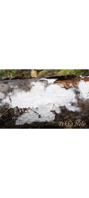 북방꺽쇠고약버섯 (Leptosporomyces septentrionalis (Erikss) Krieglst.  > Fibulomyces septentrionalis (Erikss.) Jul.)