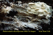 무성유색고약버섯 (Phanerochaete chrysosporium Burds.)