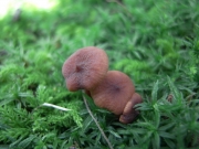 잣밤젖버섯 (Lactarius castanopsidis Hongo)