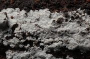 큰유색고약버섯(큰아교고약버섯) (Phanerochaete deflectens (Phanerochaete Karst.) Hjortst. > Phlebia deflectens (Karst.) Ryv.)