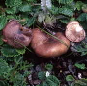 장백젖버섯 (Lactarius changbaiensis Y. Wang & Z.X. Xie)