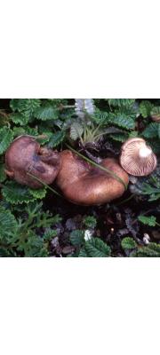 장백젖버섯 (Lactarius changbaiensis Y. Wang &amp; Z.X. Xie)