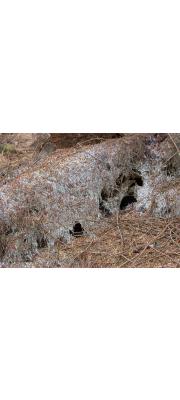 흰가루고약버섯 (Tylospora fibrillosa (Burt) Donk)