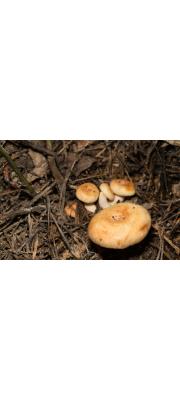 노란젖버섯 (Lactarius chrysorrheus Fr.)