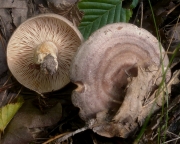 작은테젖버섯(테젖버섯, 성근원반젖버섯) (Lactarius circellatus Fr. > Lactarius circellatus f. distantifolius Hongo.)