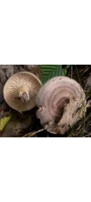 작은테젖버섯(테젖버섯, 성근원반젖버섯) (Lactarius circellatus Fr. > Lactarius circellatus f. distantifolius Hongo.)