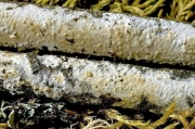 노란유색고약버섯 (Phanerochaete martelliana (Bres.) Parmasto)