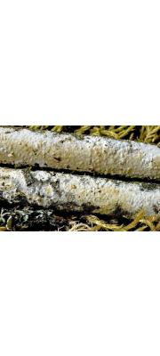 노란유색고약버섯 (Phanerochaete martelliana (Bres.) Parmasto)