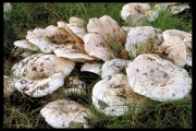 쌈젖버섯 (Lactarius controversus (Pers.) Pers.)