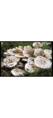 쌈젖버섯 (Lactarius controversus (Pers.) Pers.)