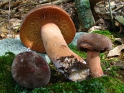 주름젖버섯 (Lactarius corrugis Peck)