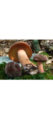 주름젖버섯 (Lactarius corrugis Peck)