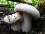 끝말림젖버섯 (Lactarius deceptivus Peck)