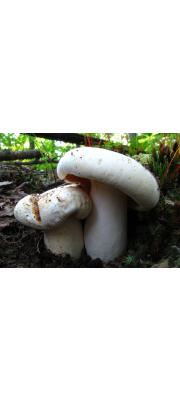 끝말림젖버섯 (Lactarius deceptivus Peck)