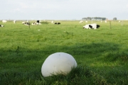 대형말징버섯(신칭) (Calvatia gigantea (Batsch) Lloyd  > Langermannia gigantea (Batsch) Rostkov.)