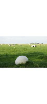 대형말징버섯(신칭) (Calvatia gigantea (Batsch) Lloyd  > Langermannia gigantea (Batsch) Rostkov.)