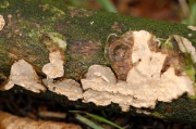 비로드유색고약버섯 (Phanerochaete velutina (DC.) Phanerochaete Karst.)