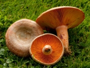 붉은젖버섯 (Lactarius deliciosus (Lactarius) Gray > Lactarius laeticolor (Imai) Imaz. ex Hongo)