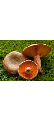 붉은젖버섯 (Lactarius deliciosus (Lactarius) Gray > Lactarius laeticolor (Imai) Imaz. ex Hongo)