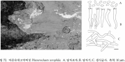 마른유색고약버섯 (Phanerochaete xerophila Burds.)