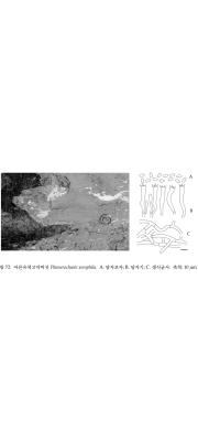 마른유색고약버섯 (Phanerochaete xerophila Burds.)