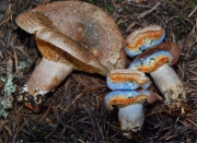 솔송나무젖버섯 (Lactarius deterrimus Gröger)