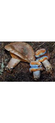 솔송나무젖버섯 (Lactarius deterrimus Gröger)