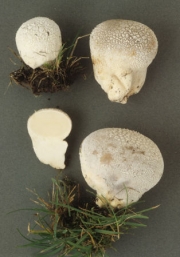 푸대말징버섯 (Calvatia utriformis (Bull.) Jaap.)