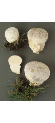 푸대말징버섯 (Calvatia utriformis (Bull.) Jaap.)
