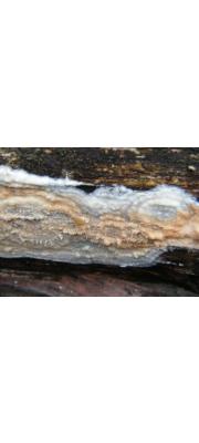 좀아교고약버섯(큰맥고약버섯) (Phlebiopsis gigantea (Fr.) Jül. > Peniophora gigantea (Fr.) Mass.)