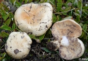 마른젖버섯 (Lactarius dryadophilus Kühn.)