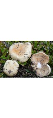 마른젖버섯 (Lactarius dryadophilus Kühn.)