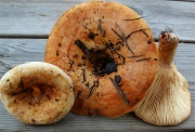 크림젖버섯 (Lactarius evosmus Kühn. & Romagn.)