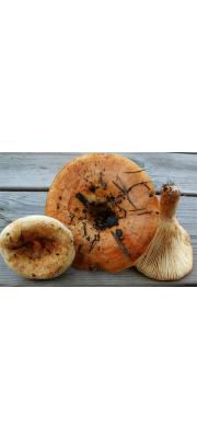 크림젖버섯 (Lactarius evosmus Kühn. &amp; Romagn.)
