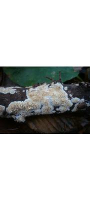 줄잔돌기버섯(줄목재고약버섯) (Basidioradulum radula (Fr.) Nobles  > Hypoderma radula (Fr.) Donk)