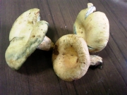 누룩젖버섯 (Lactarius flavidulus Imai)