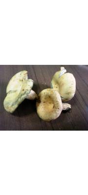 누룩젖버섯 (Lactarius flavidulus Imai)