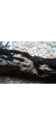 회색가루담자버섯(거친후막고약버섯) (Lagarobasidium detriticum (Bourd. &amp; Galz.) Jül.  > Hypochinicium detriticum)