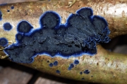 청자색모피버섯 (Terana caerulea (Lam.) Kuntze > Pulcherricium caeruleum (Lam.) Parm.)