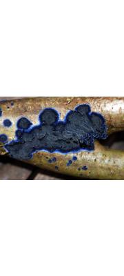 청자색모피버섯 (Terana caerulea (Lam.) Kuntze > Pulcherricium caeruleum (Lam.) Parm.)