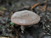 물결젖버섯 (Lactarius flexuosus (Pers.) Gray)