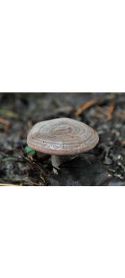 물결젖버섯 (Lactarius flexuosus (Pers.) Gray)