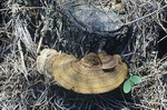 자색구멍버섯 (Abundisporus fuscopurpreus (Pers.) Ryv. . Fomitopsis caliginosa (Berk.) Imazeki)