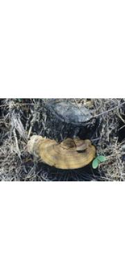 자색구멍버섯 (Abundisporus fuscopurpreus (Pers.) Ryv. . Fomitopsis caliginosa (Berk.) Imazeki)